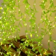 3x2 m LED svetelný záves s malými zelenými lístkami, 8 programov, programovateľný, studená biela