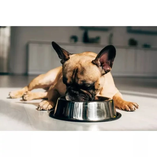 Miska pre psov z nehrdzavejúcej ocele, miska na kŕmenie s protišmykovým, vypuklým vzorom labiek, 15,5 cm